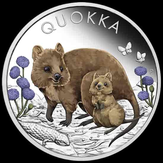 Quokka kolorowana 1 uncja srebra 2022 Proof - image 1