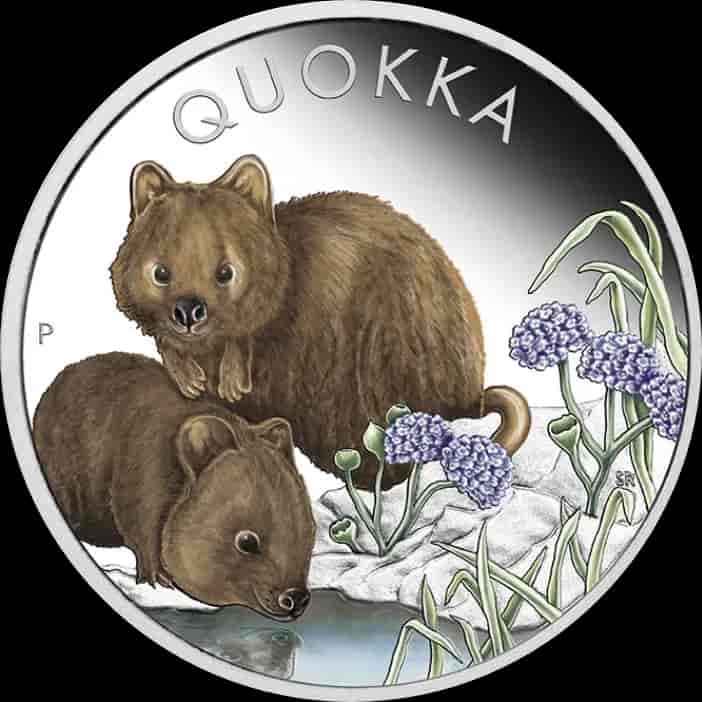 Quokka kolorowana 1 uncja srebra 2023 Proof - image 1